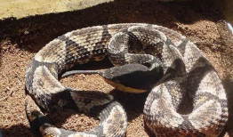 五步蛇咬人视频,紧急救援与科普警示