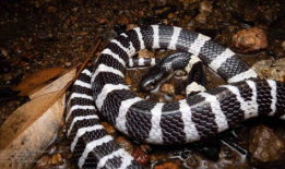 五步蛇咬人视频,紧急救援与科普警示